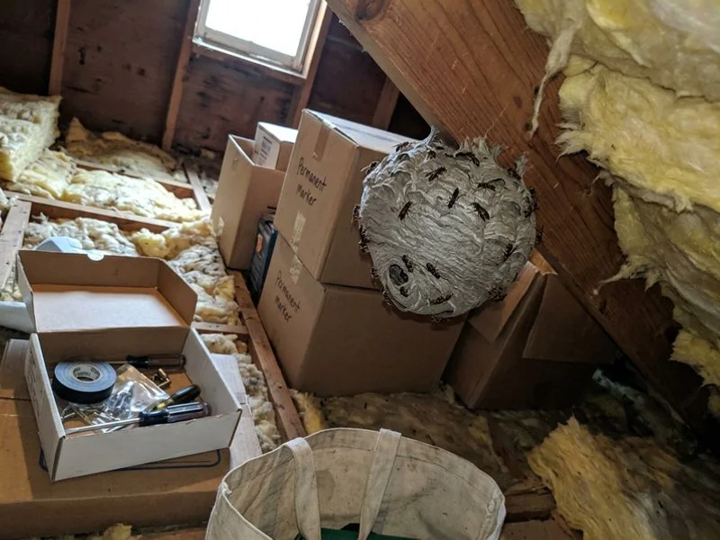 Close-up of an active wasp nest with workers visible