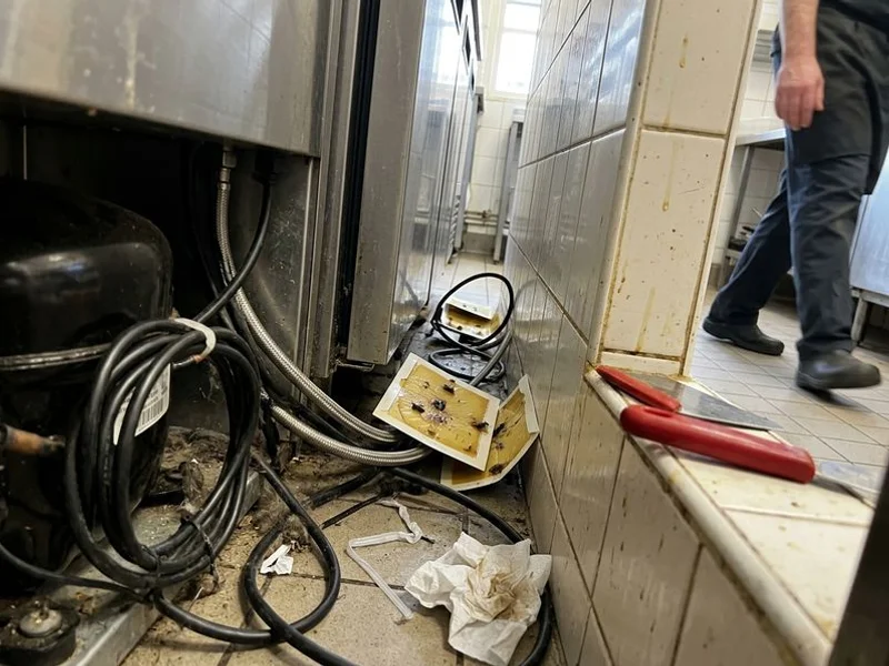 Cockroach monitoring traps placed behind kitchen appliances