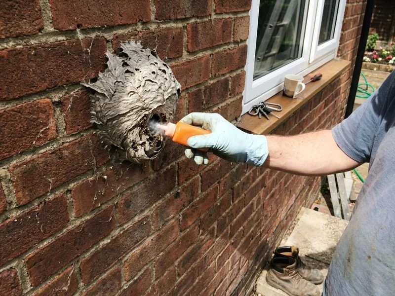 Technician applying insecticidal dust into the cavity entry point of a wasp nest
