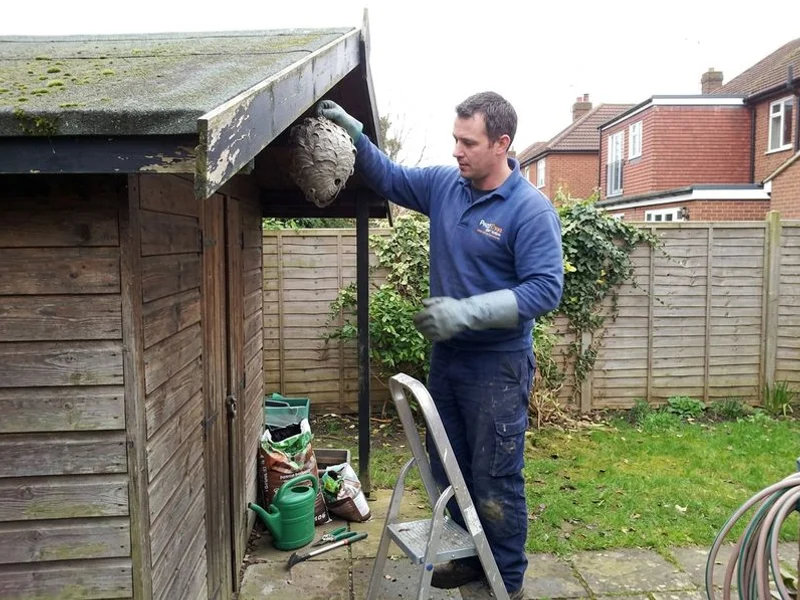 Wasp nest being safely removed from the eaves of a garden shed