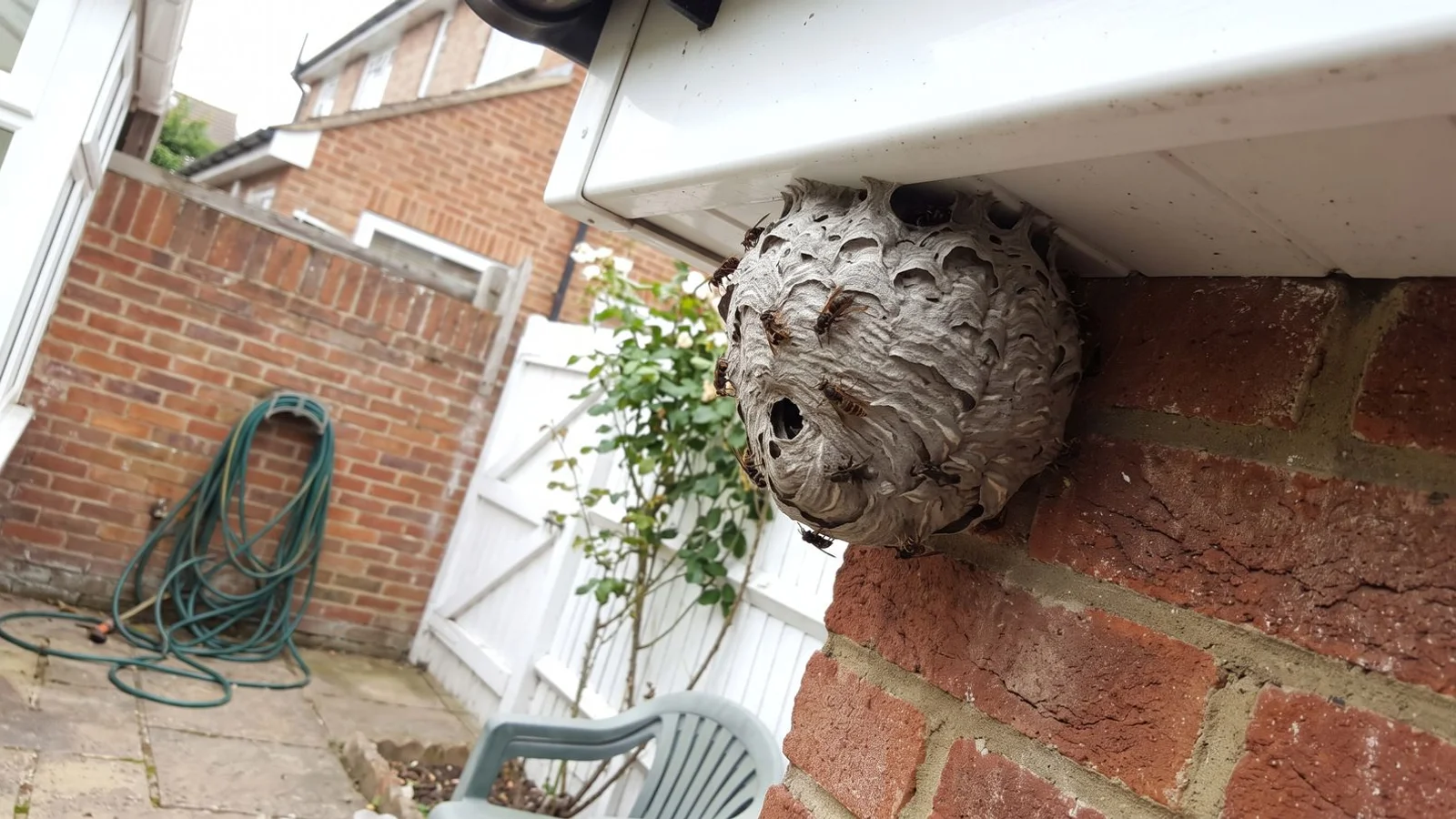 Large active wasp nest in the eaves of a Surbiton home, late summer afternoon