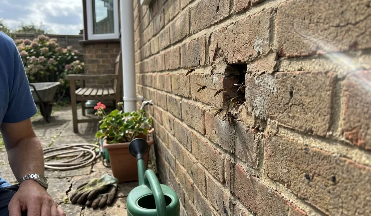 Wasps entering and leaving a cavity wall in a Surbiton house